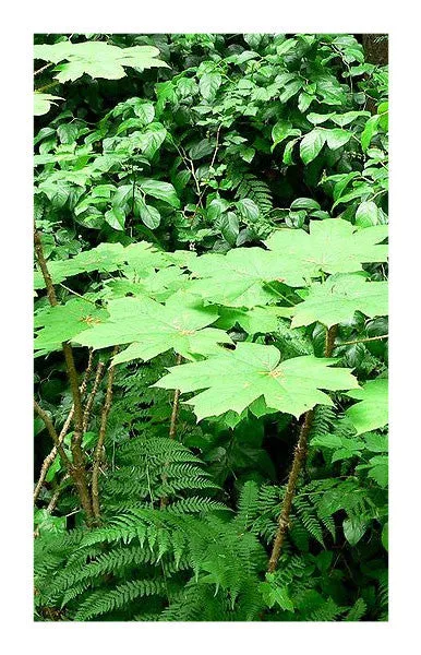 Devil's Club root bark 2 oz. Bulk Herb